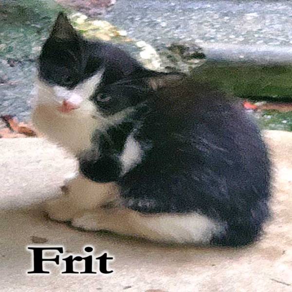 Frit