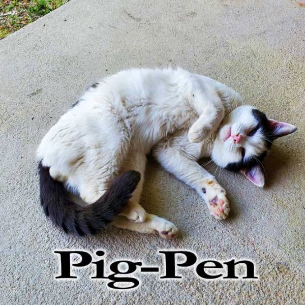 Pig-Pen