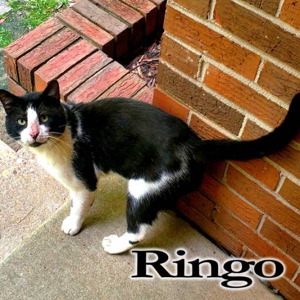 Ringo