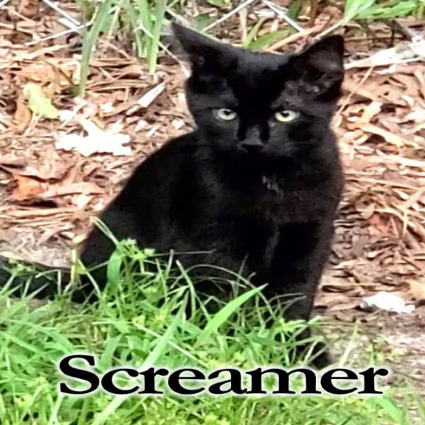 Screamer